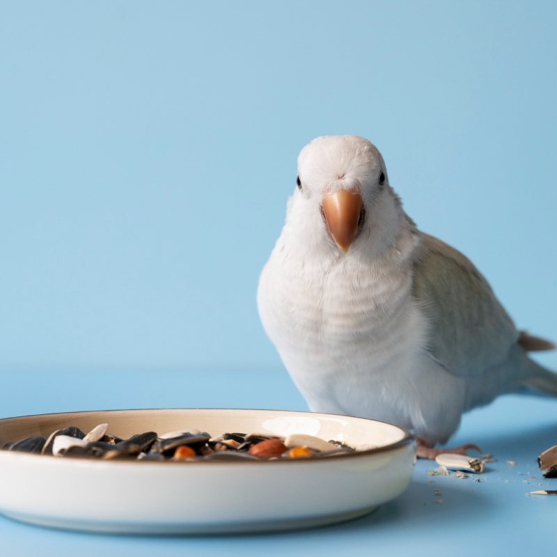 oiseaux