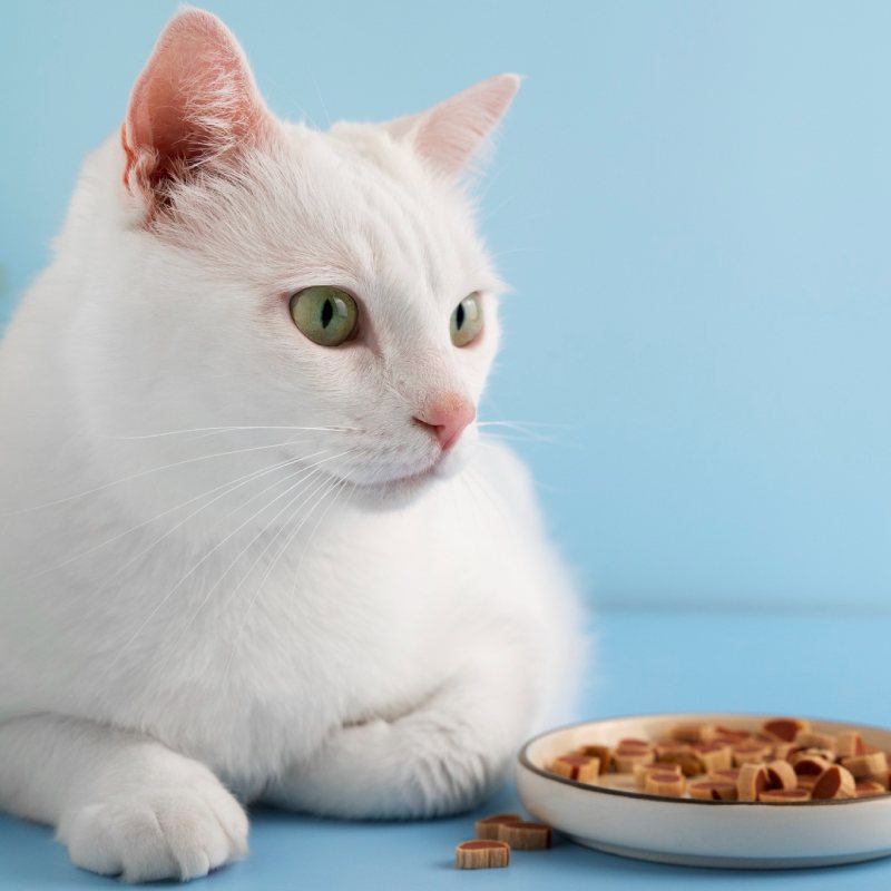 chat