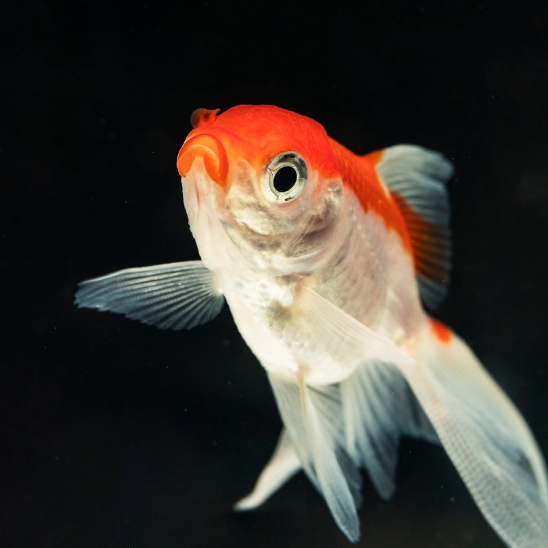 poisson
